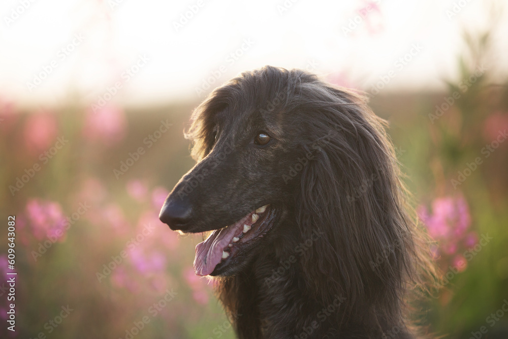 Portrait of young and beautiful afghan hound dog in the field at golden sunset Portrait of young and beautiful afghan hound dog in the field at golden sunset
