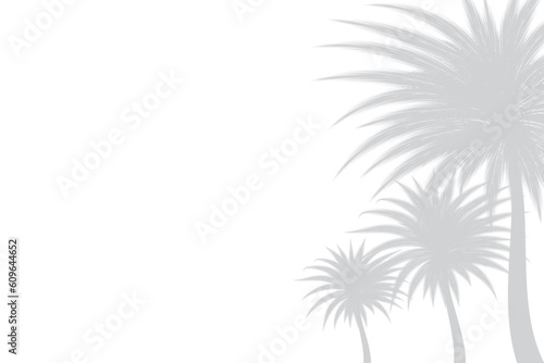 Abstract background of palm leaves or coconut leaves on top. Natural pattern  gray shadow. Copy area. For advertisements  business cards  brochures and white backgrounds.