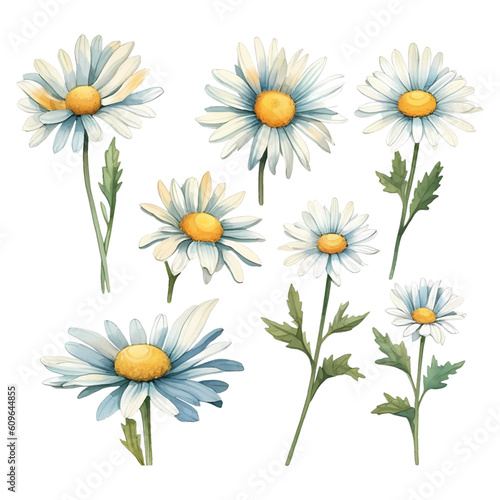 Set of watercolor vector white daisies