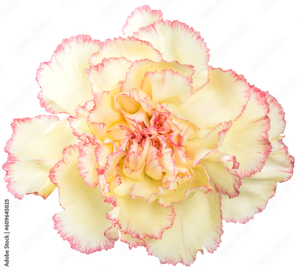 PNG Carnation flower yellow pink isolated on transparent background