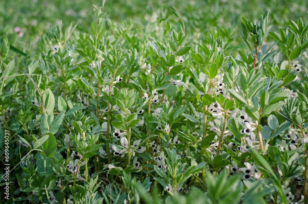 vicia faba plant meadow with white flowers in spring time vicia faba plant meadow with white flowers in spring time