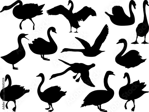 Set of Swan Silhouette