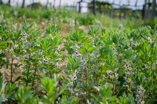vicia faba plant meadow with white flowers in spring time
