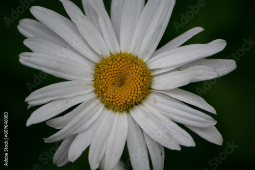 daisy flower closeup