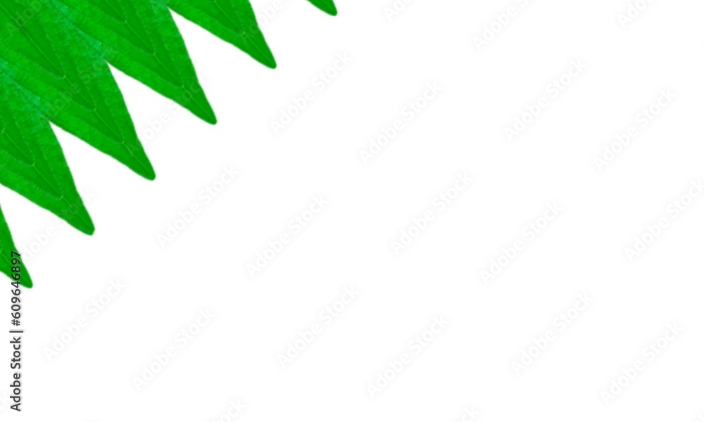green leaves frame green leaves frame