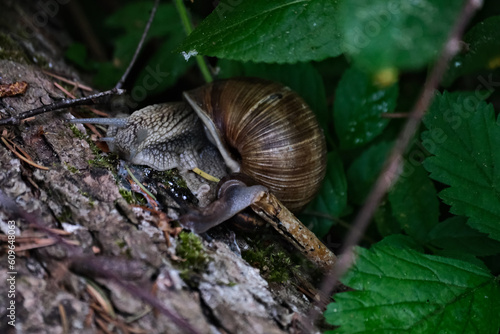 Snail crawling on a tree trunk. Snail in the forest.