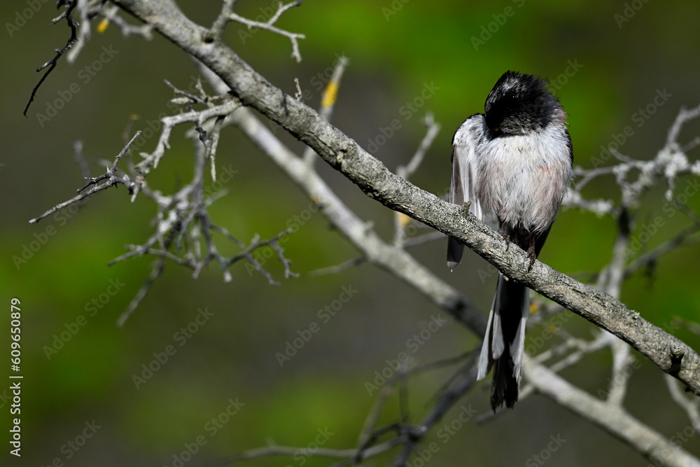 Schwanzmeise // Long-tailed Tit (Aegithalos caudatus) Schwanzmeise // Long-tailed Tit (Aegithalos caudatus)