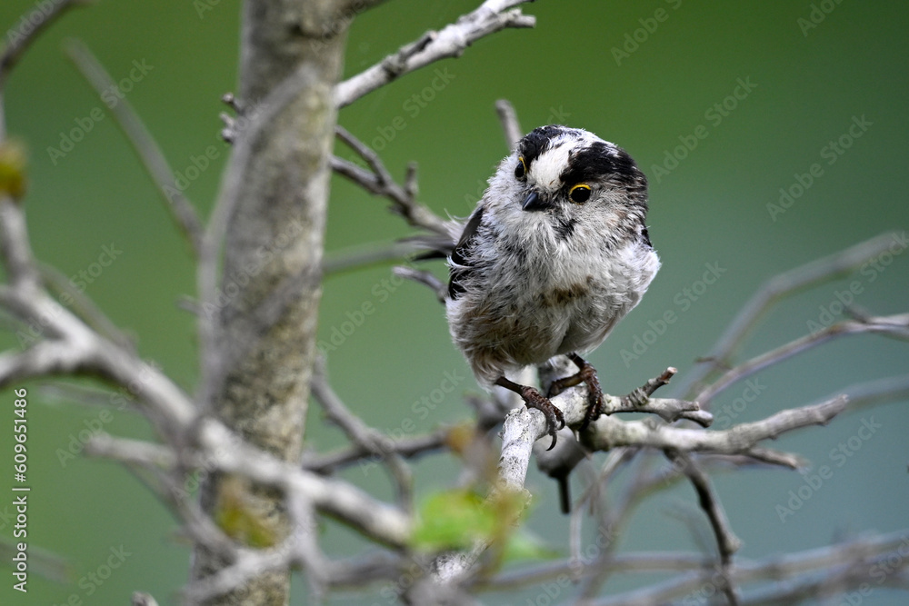 Fototapeta premium Long-tailed Tit // Schwanzmeise (Aegithalos caudatus) 