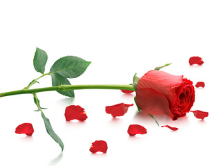 Red roses and rose petals, transparent background