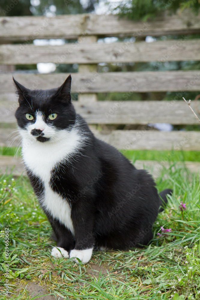 Black and white cat in a garden Black and white cat in a garden