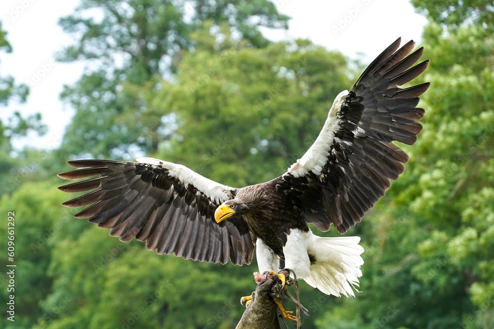 Fototapeta premium Eastern Bald Eagle with outstretched wings
