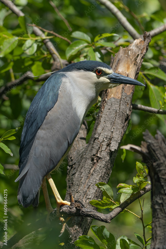 Naklejka premium 夜行性のゴイサギ