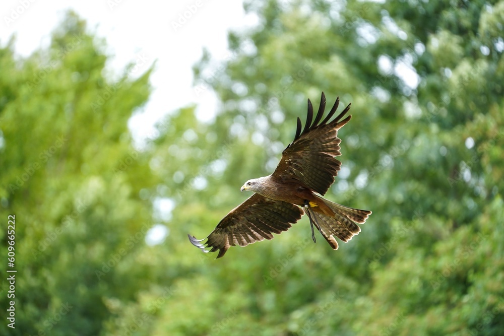 Fototapeta premium hawk captured in flight
