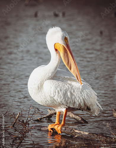 pelican in the water