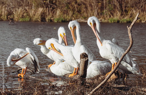 pelicans on the water