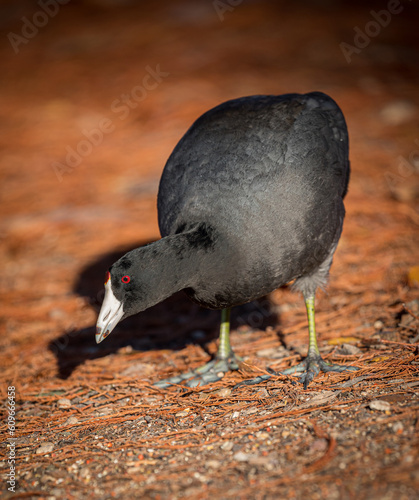 american coot