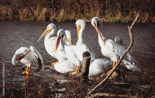 pelicans on a lake