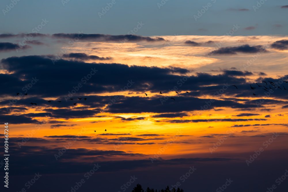 Birds flying in sunset Birds flying in sunset