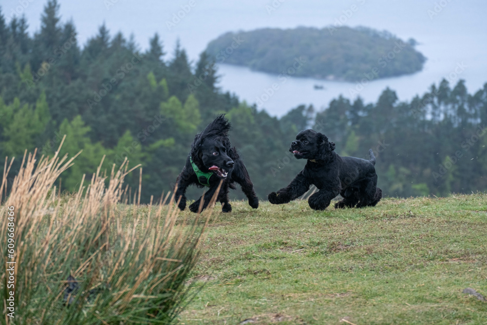 Two spaniel dogs playing and chasing each other around on top of a hill near a lake Two spaniel dogs playing and chasing each other around on top of a hill near a lake