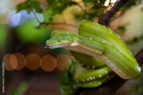Green tree python snake on branch ready to attack, Chondropython viridis snake closeup with black background, Morelia viridis snake photo