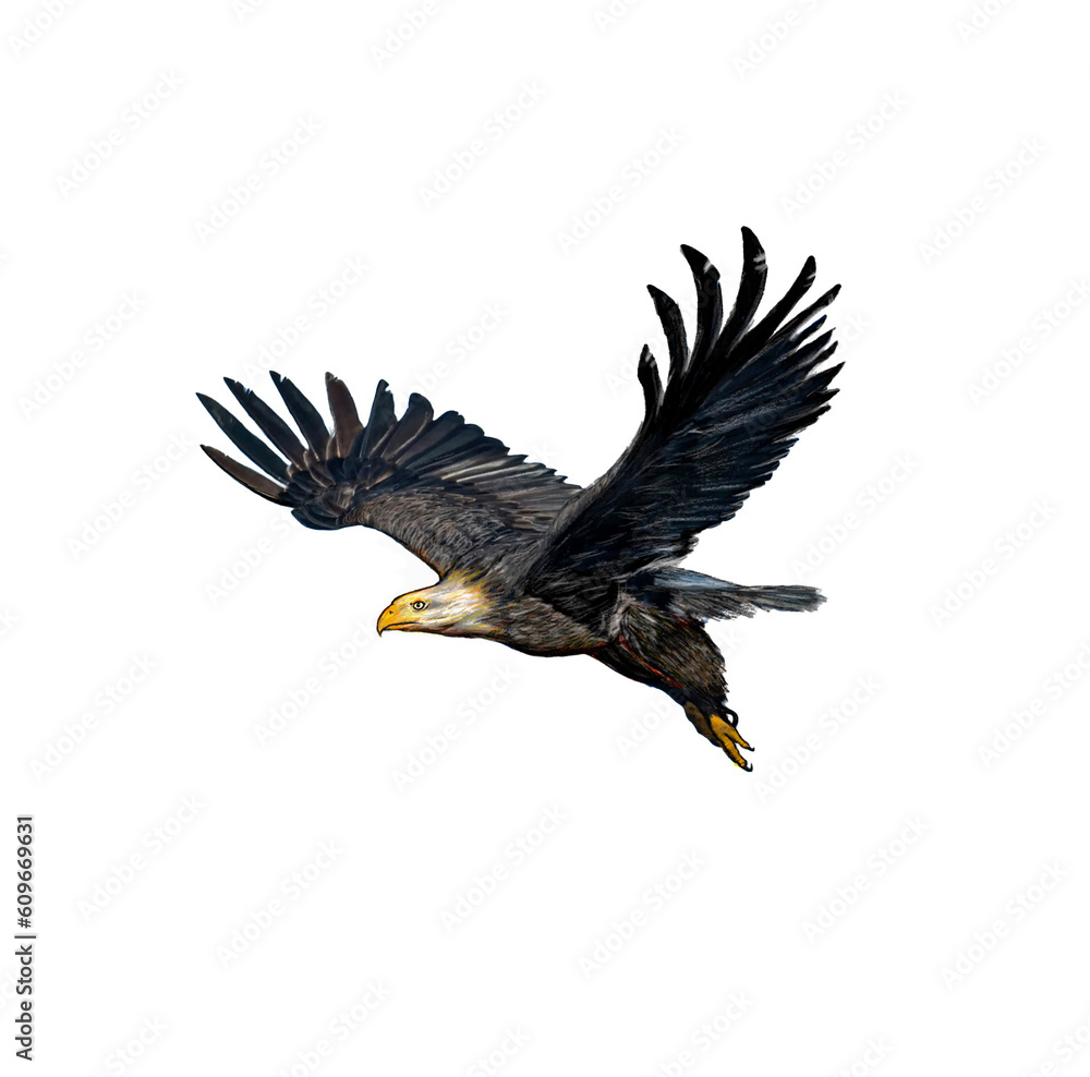eagle in flight eagle in flight