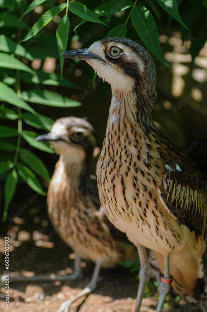 couple of stone curlew birds on the nature background. couple of stone curlew birds on the nature background.