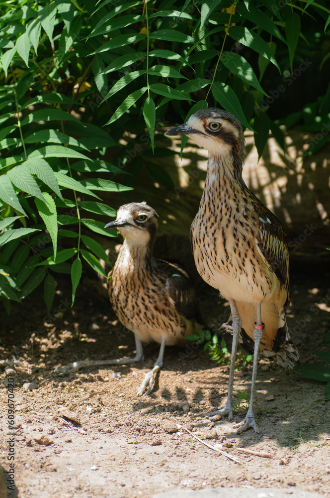 Beautiful adult and baby curlew in the zoo, Thailand.
Beautiful adult and baby curlew in the zoo, Thailand.
