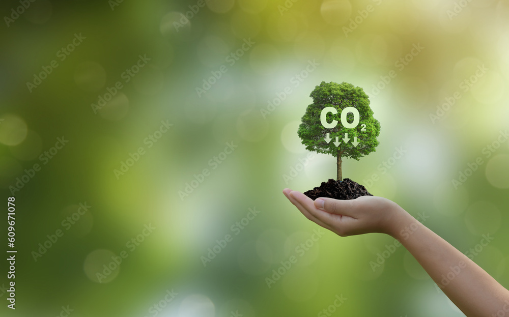 Hand of human holding growing tree. Reduce CO2 emission concept.Clean