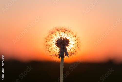 Dandelions in meadow at red sunset