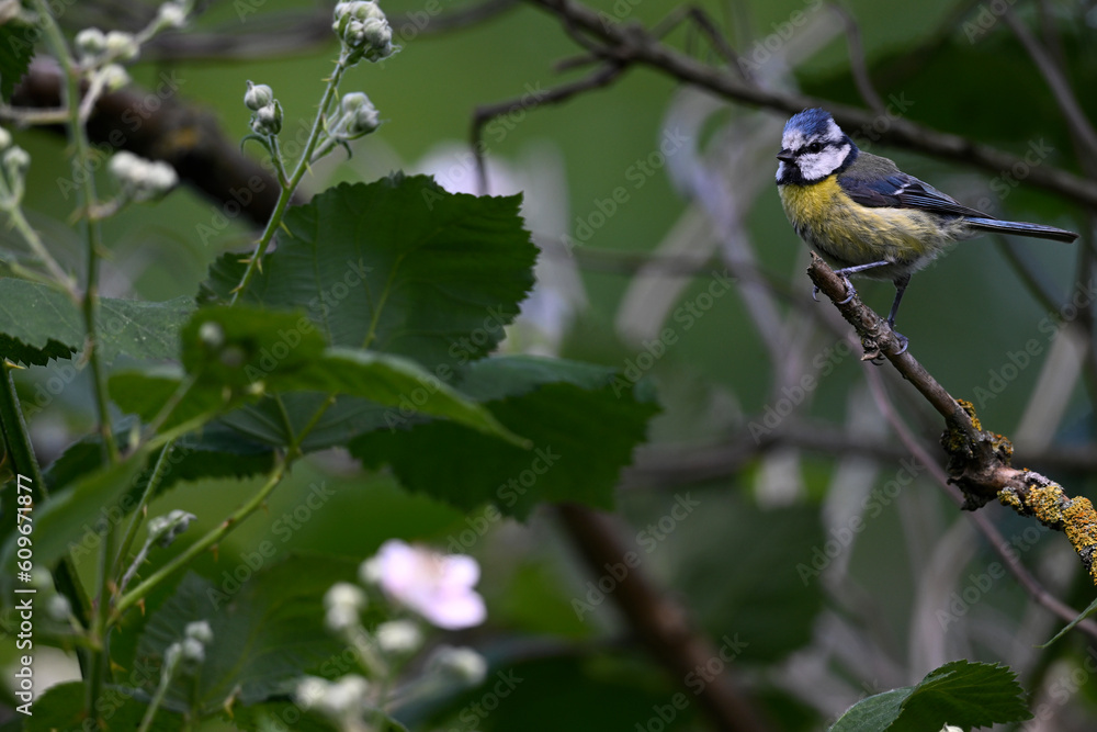 Fototapeta premium Blue tit // Blaumeise (Cyanistes caeruleus)