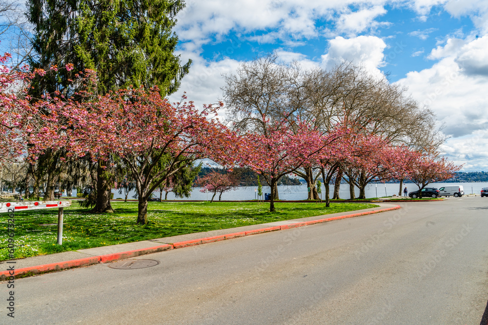 Seattle Park Cherry Flowers 2