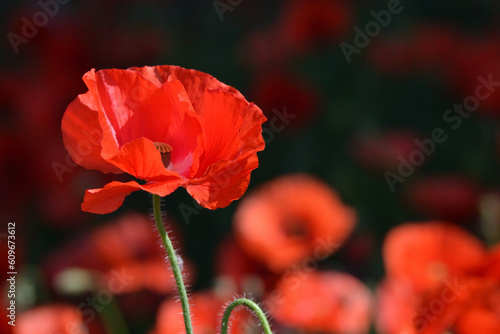 Coquelicot rouge