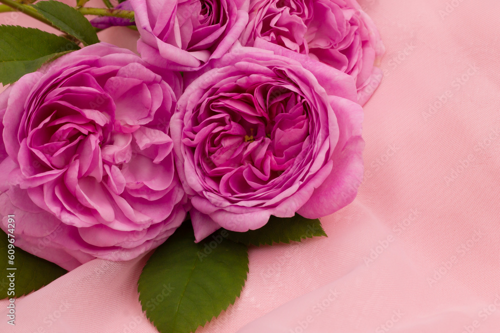 Obraz premium pink roses 