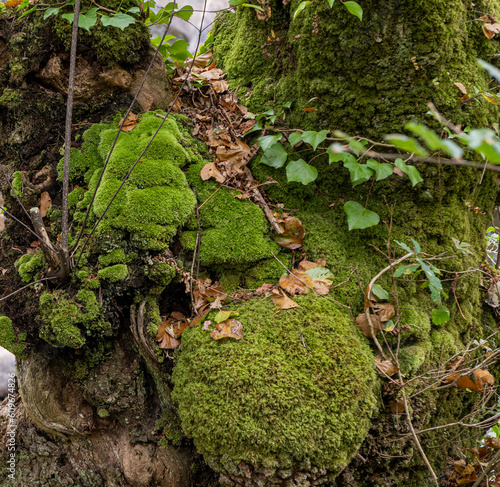 Dense forest in Brittany