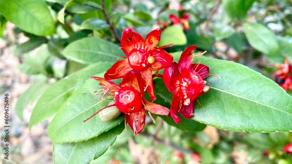 Close up Mickey mouse plant or Ochna serrulata, Carnival bush Close up Mickey mouse plant or Ochna serrulata, Carnival bush