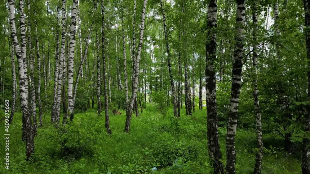 The drone's camera flies over bushes along the trunks of birch trees. Aerial photography from a drone. The drone's camera flies over bushes along the trunks of birch trees. Aerial photography from a drone.