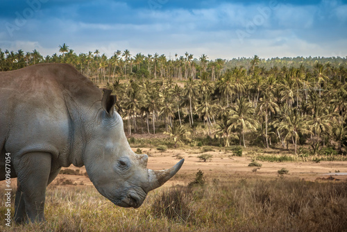 Rino in Africa. Wild animal...