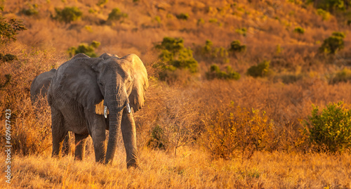 Elephant in wild. Animals o...