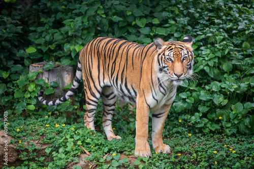 Portrait of strong tiger standing in forest