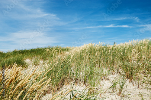 Nature view with dune grass  fine sand and blue cloudy sky  beach dunes of Baltic sea  Russia. Beautiful aesthetic natural scenic background  picturesque seaside with growth green grass  summer