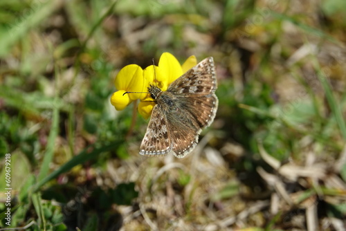 dingy skipper butterfly (Erynnis tages) photo