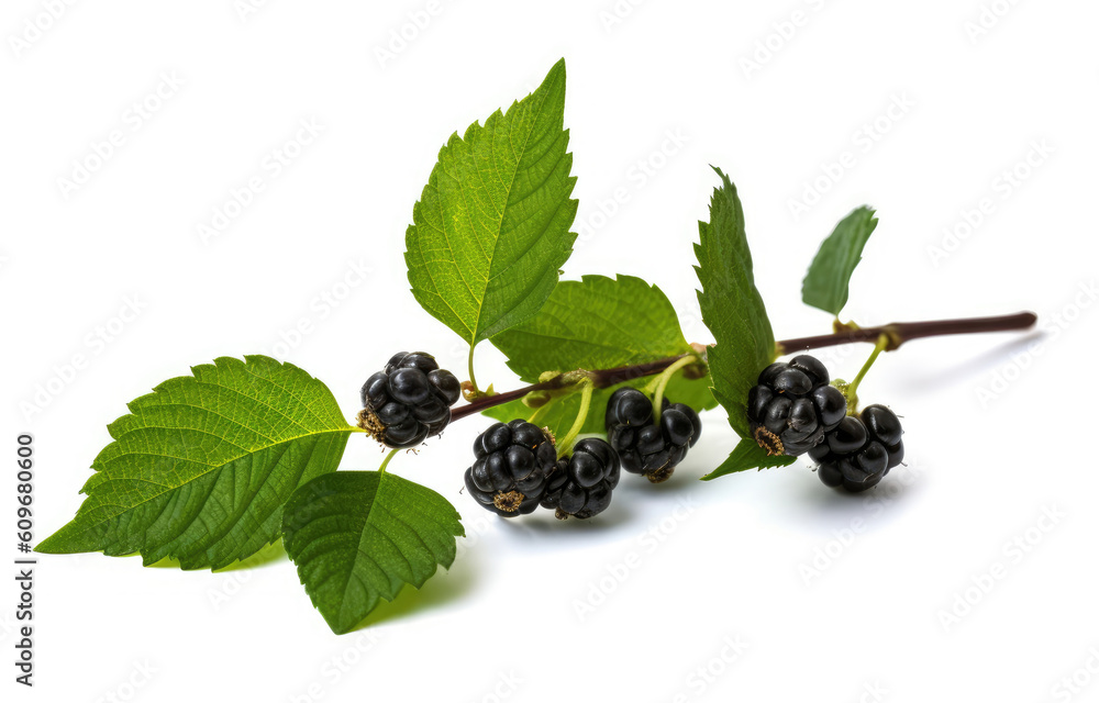 Silk berry with green leaves isolated on a white background Silk berry with green leaves isolated on a white background