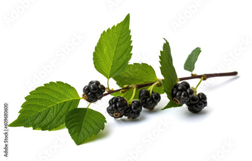 Silk berry with green leaves isolated on a white background