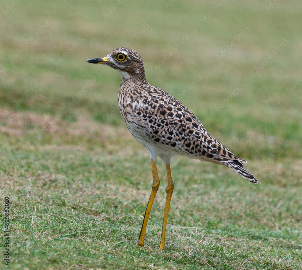 Oedicnème tachard, Burhinus capensis, Spotted Thick knee, Afrique du Sud Oedicnème tachard, Burhinus capensis, Spotted Thick knee, Afrique du Sud