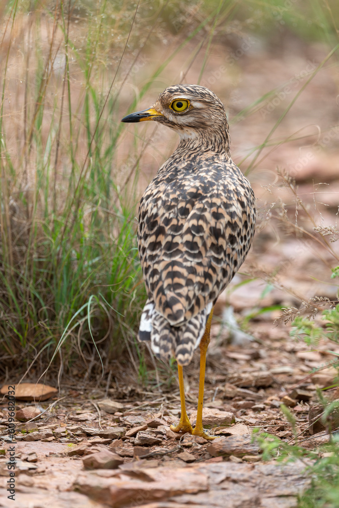 Oedicnème tachard, Burhinus capensis, Spotted Thick knee, Afrique du Sud Oedicnème tachard, Burhinus capensis, Spotted Thick knee, Afrique du Sud
