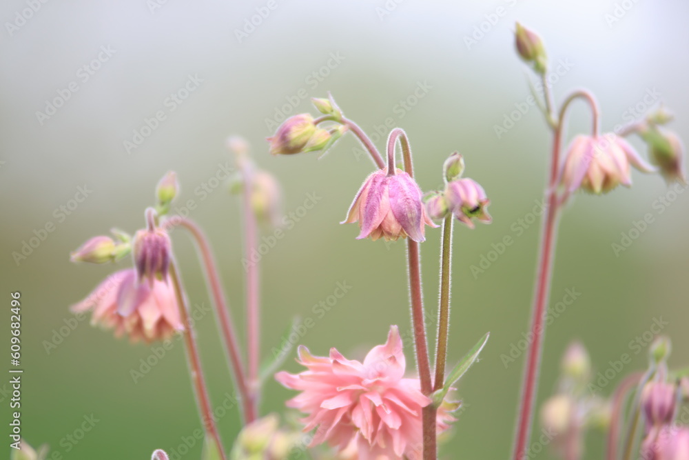 Fototapeta premium Akelei III