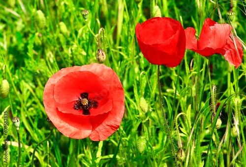 Mohnblumen