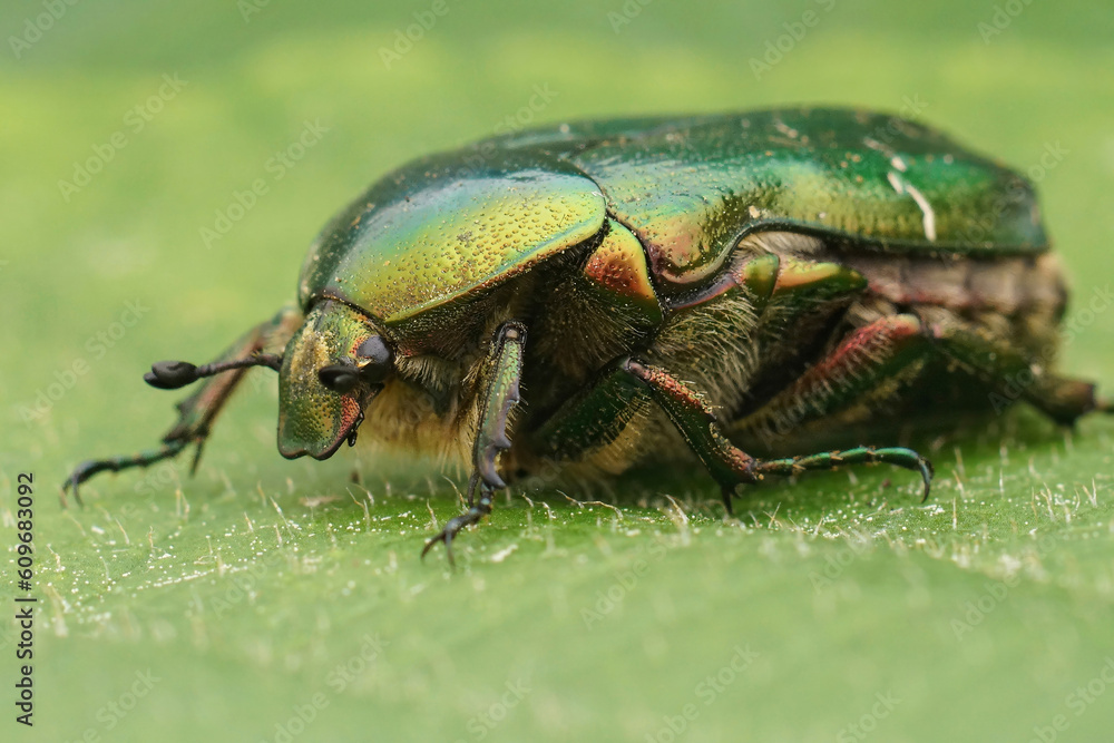 Closeup on a colorful green metallic rose chafer beetle, Cetonia aurata on a green leaf Closeup on a colorful green metallic rose chafer beetle, Cetonia aurata on a green leaf