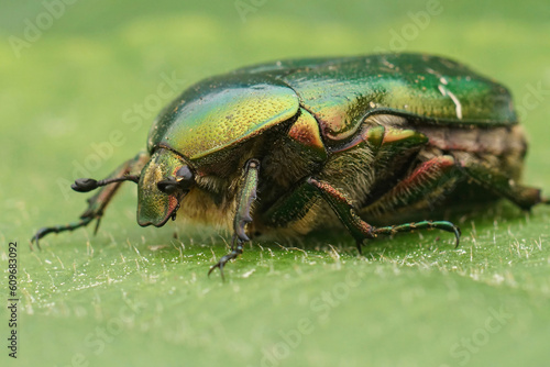 Closeup on a colorful green metallic rose chafer beetle, Cetonia aurata on a green leaf