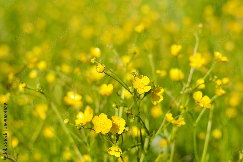 Obraz premium Buttercup is caustic